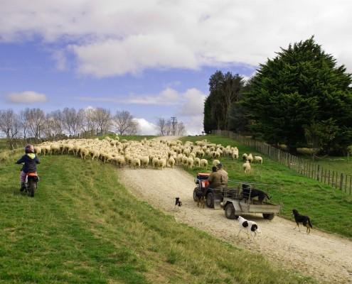 Rural new zealand farming accounting packages