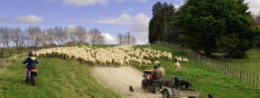 Rural new zealand farming accounting packages